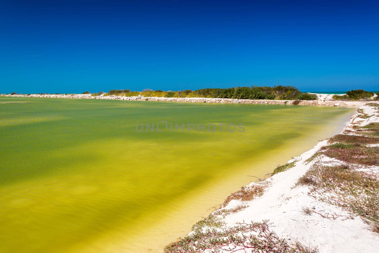 Green water and beautiful clear blue sky near Rio Lagartos, Mexico