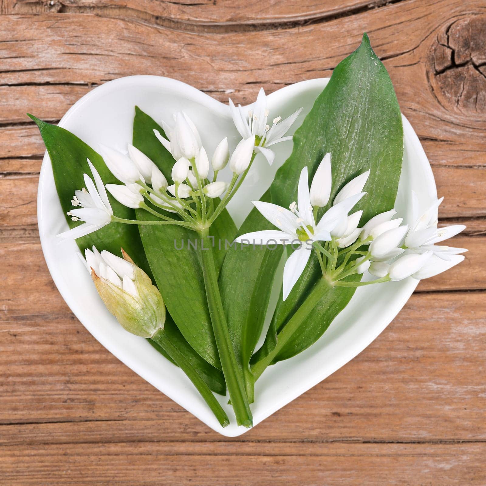 Wild garlic,homeopathy and cooking with medicinal herbs