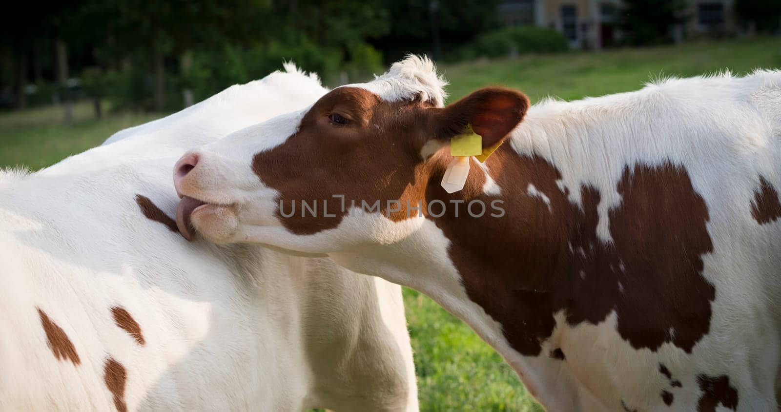 red frisian cow licking the back of another cow