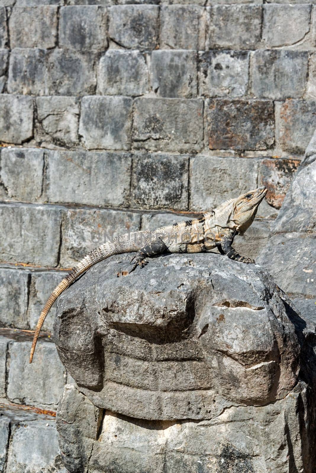 Iguana on a large stone snake head in the ruins of Chichen Itza, Mexico