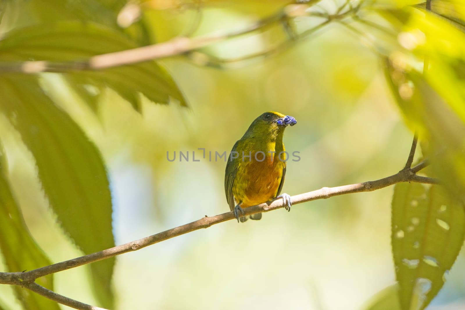 Olive Backed Euphonia eating in a Tree in Tortuguero National Park in Costa Rica