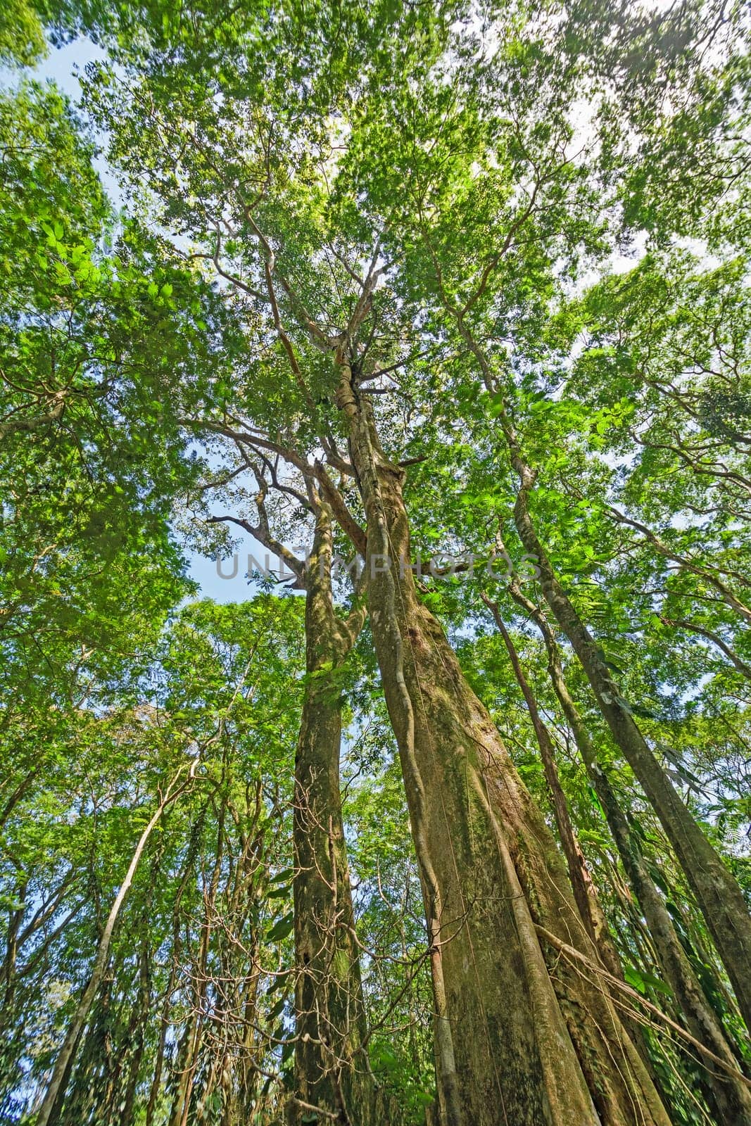 Looking up into the Rain Forest Canopy in Tortuguero National Park in Costa Rica