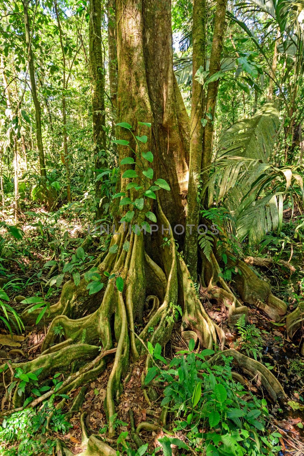 Butressed Roots in a Rain Forest Tree in Tortuguero National Park in Costa Rica