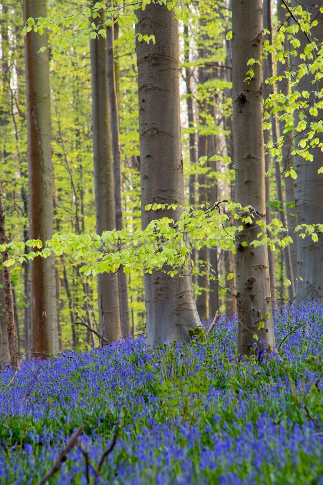 The bluebells flowers during springtime in Hallerbos, Halle, Belgium