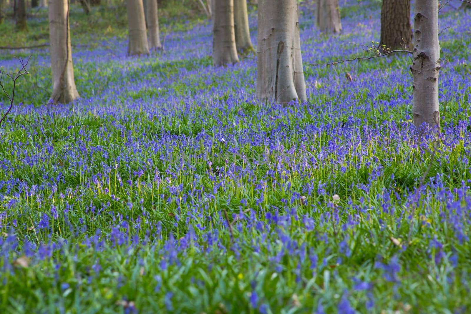 The bluebells flowers during springtime in Hallerbos, Halle, Belgium