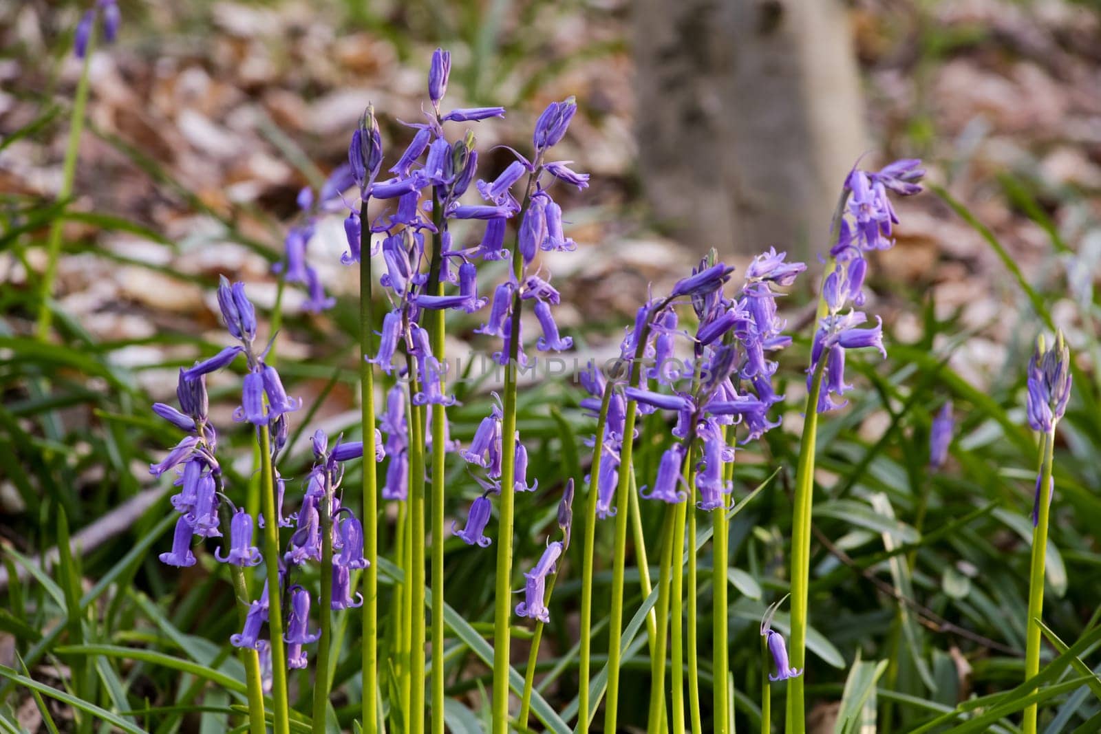 The bluebells flowers during springtime in Hallerbos, Halle, Belgium