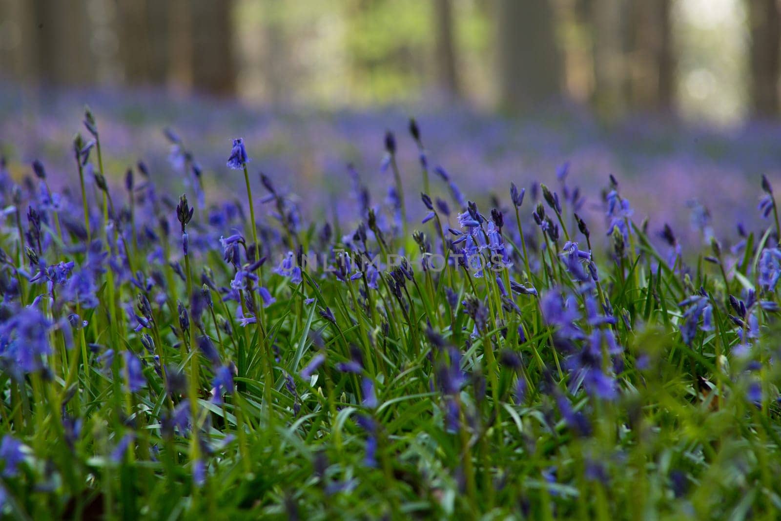 The bluebells flowers during springtime in Hallerbos, Halle, Belgium