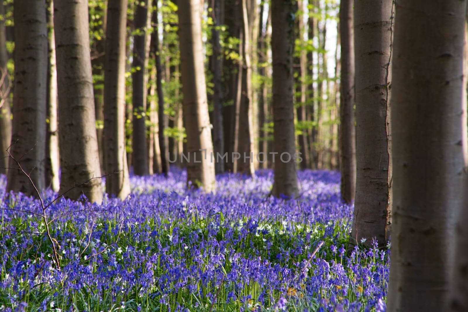 The bluebells flowers during springtime in Hallerbos, Halle, Belgium