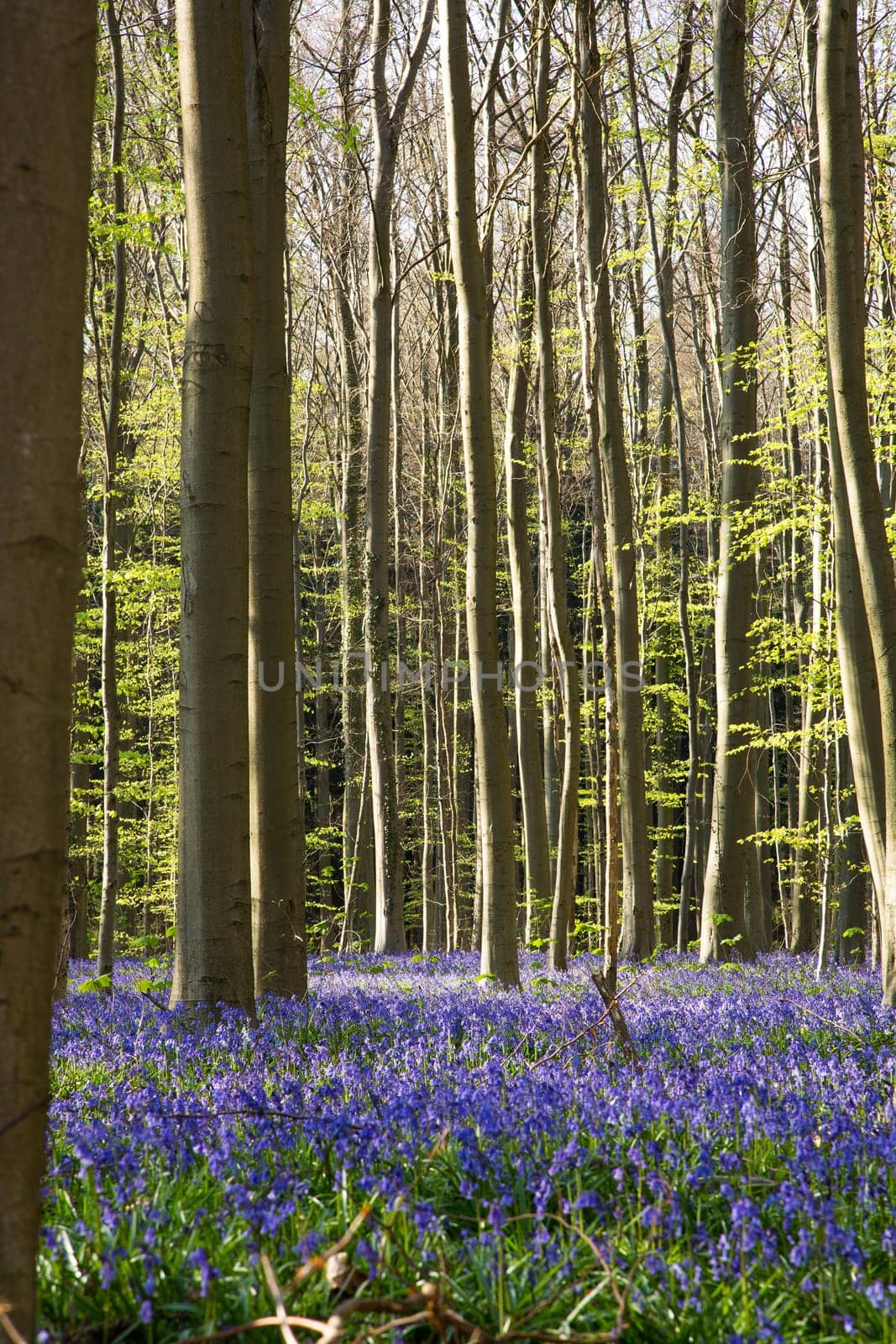 The bluebells flowers during springtime in Hallerbos, Halle, Belgium