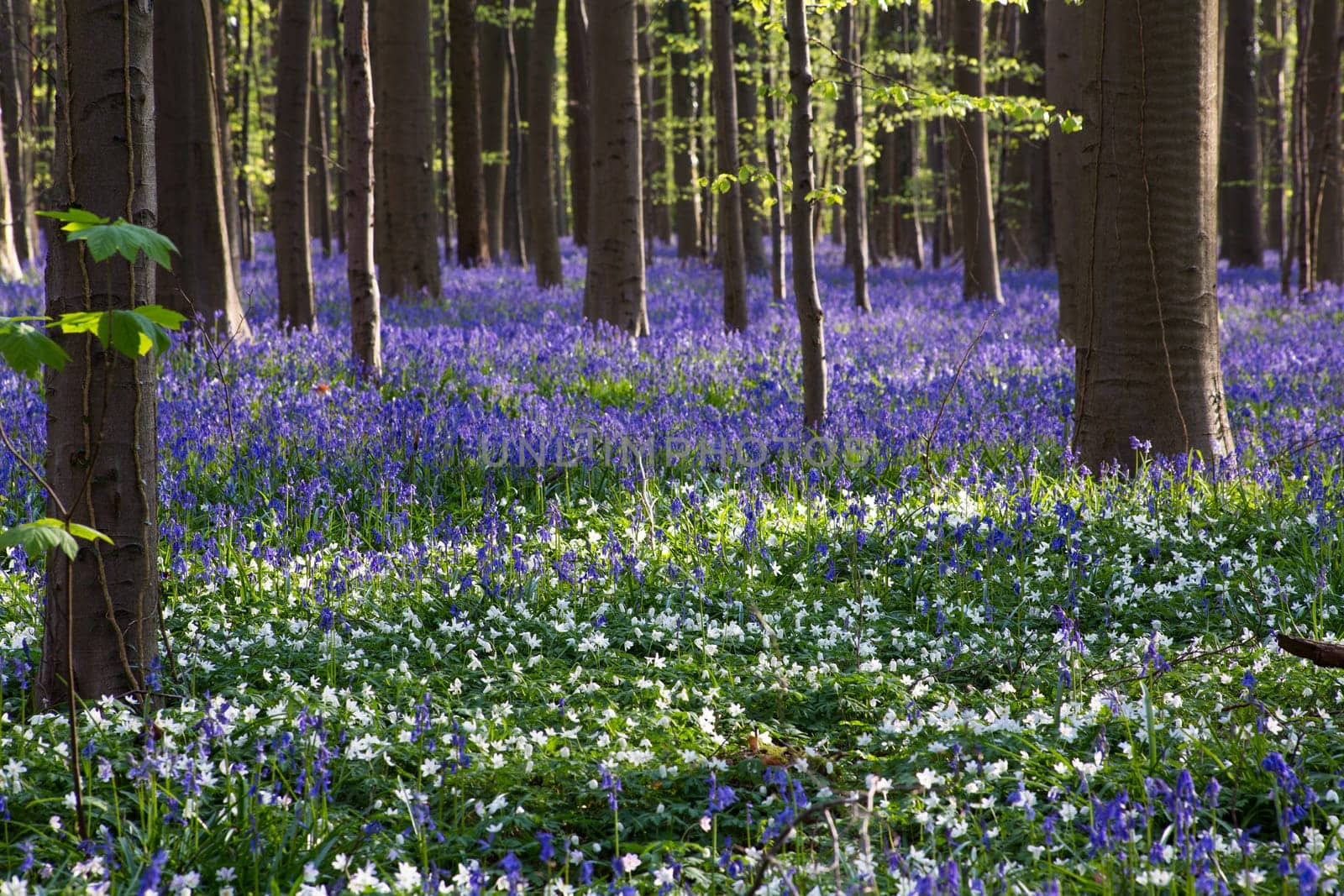 The bluebells flowers during springtime in Hallerbos, Halle, Belgium