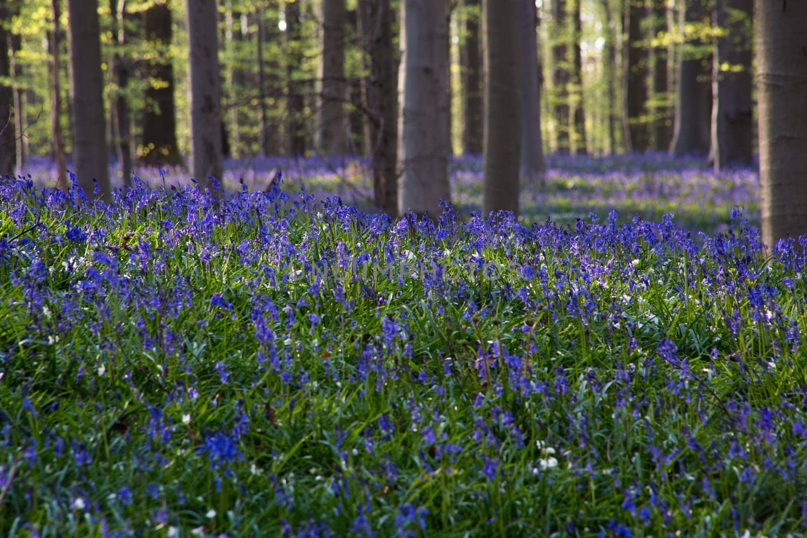 The bluebells flowers during springtime in Hallerbos, Halle, Belgium