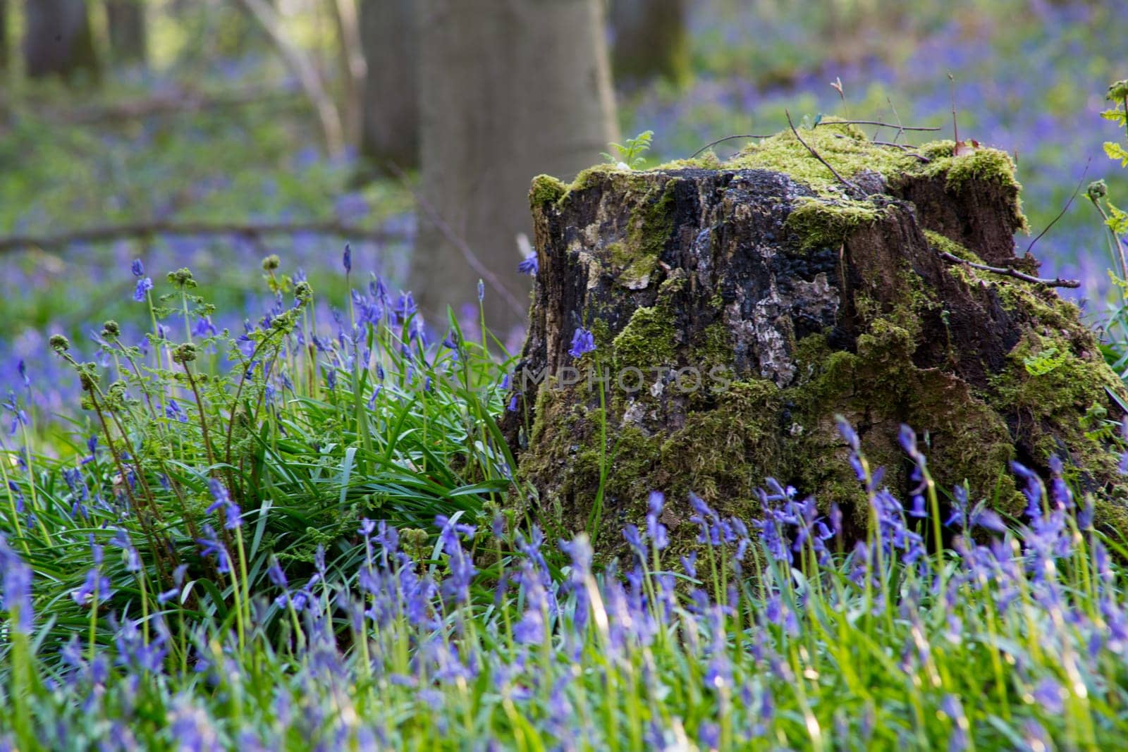 The bluebells flowers during springtime in Hallerbos, Halle, Belgium