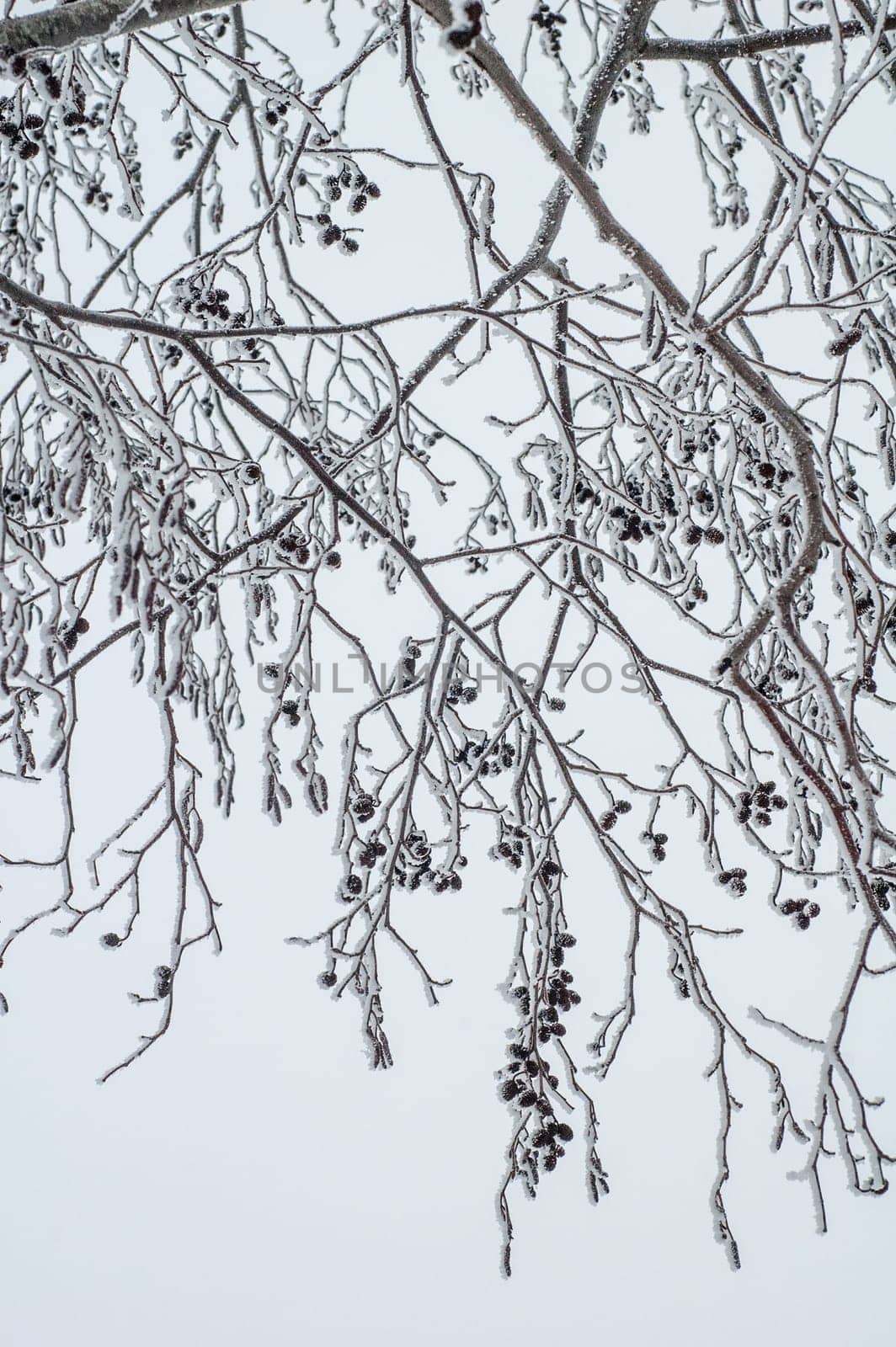 Alder branches covered with frost, close-up