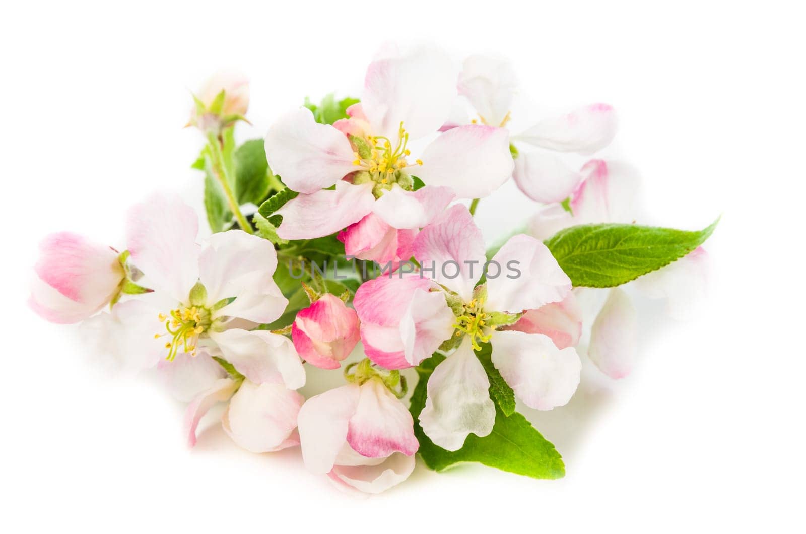 Branch of a blossoming apple-tree on a white background, close-up