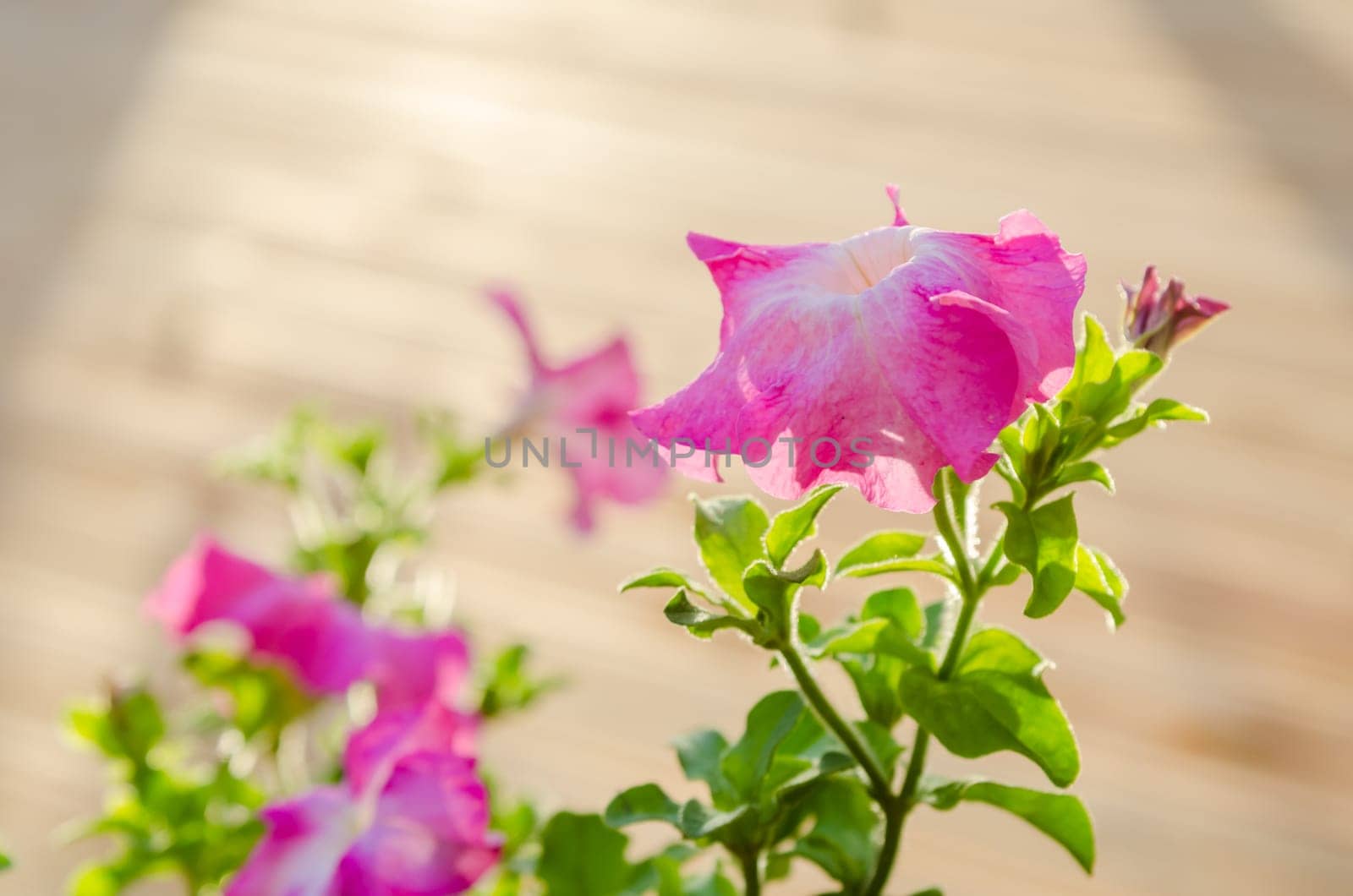 Flowering pink petunia in the garden on the terrace