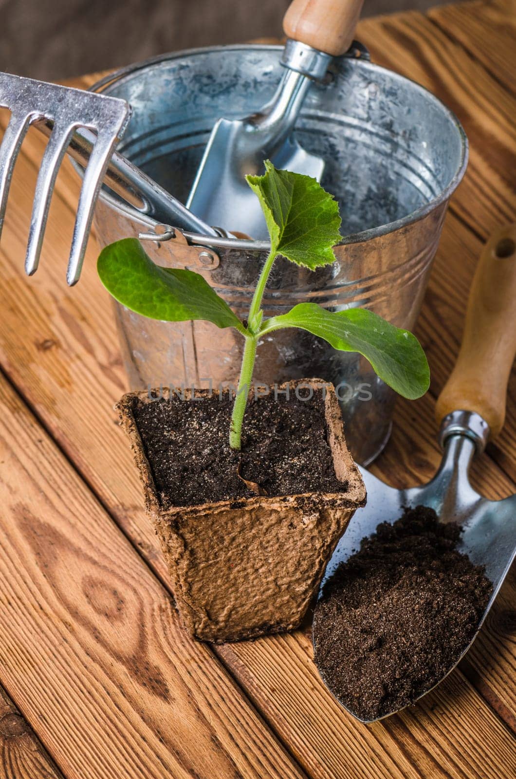 Seedlings zucchini and garden tools on a wooden surface