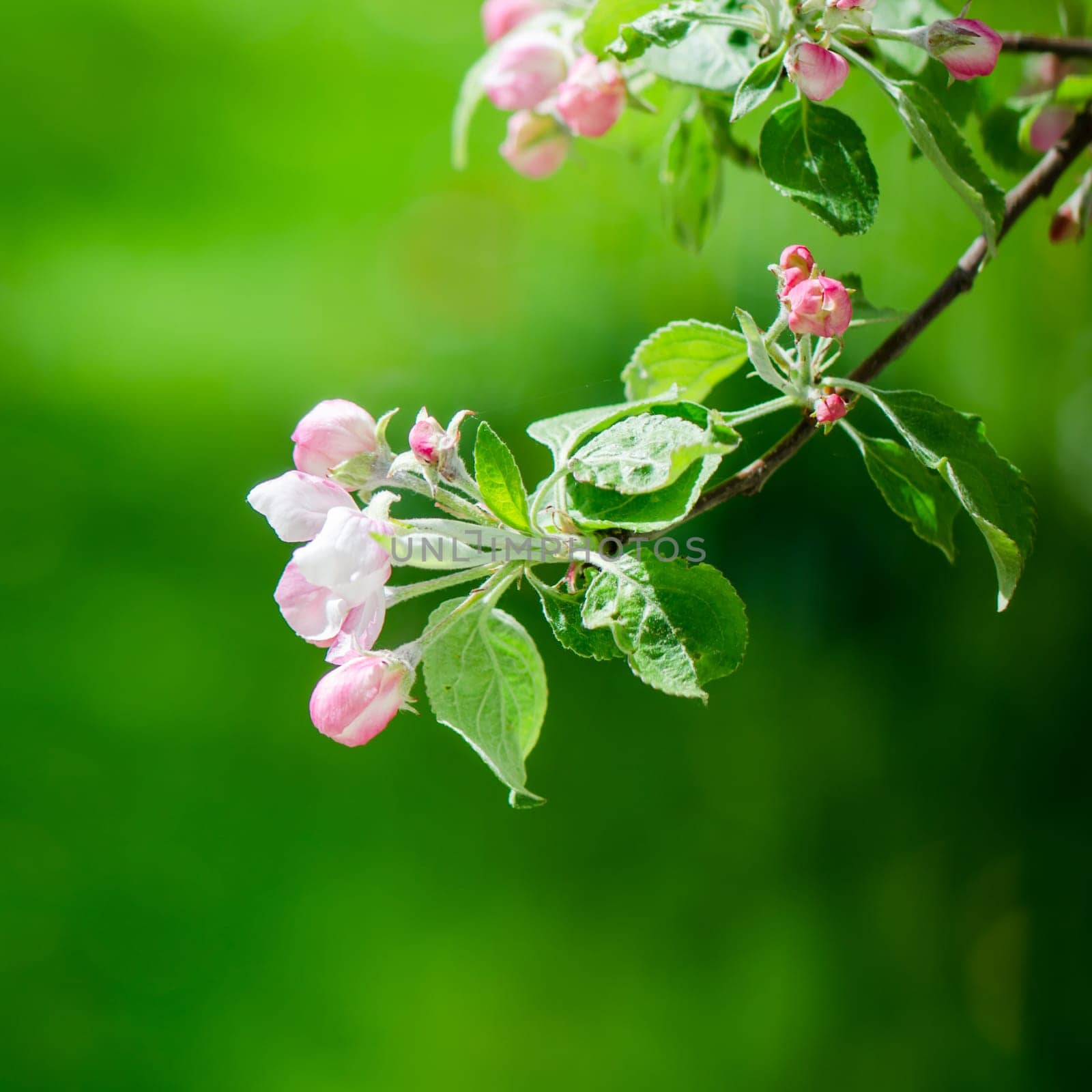 A branch of blossoming Apple trees in springtime, green background