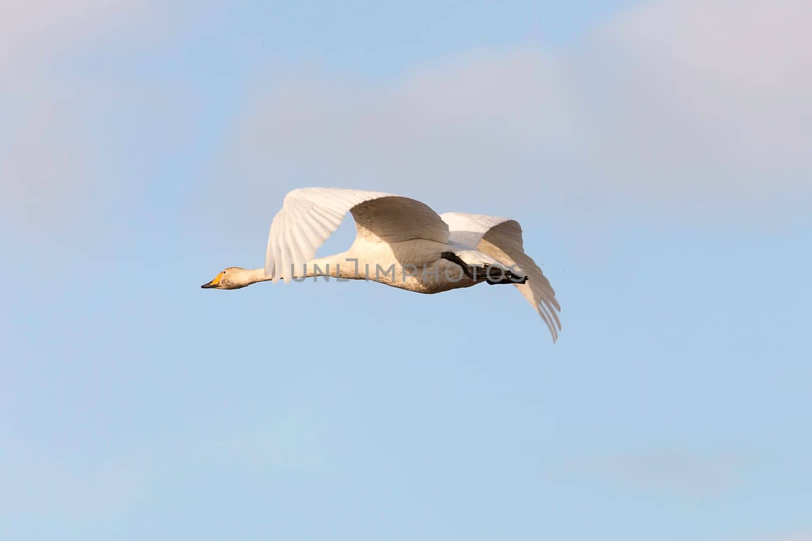 Whooper Swans Flying with a partly cloudy sky.