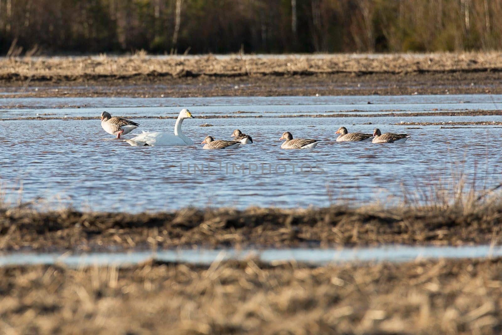 Whooper Swans in Water with Greylag Geese.