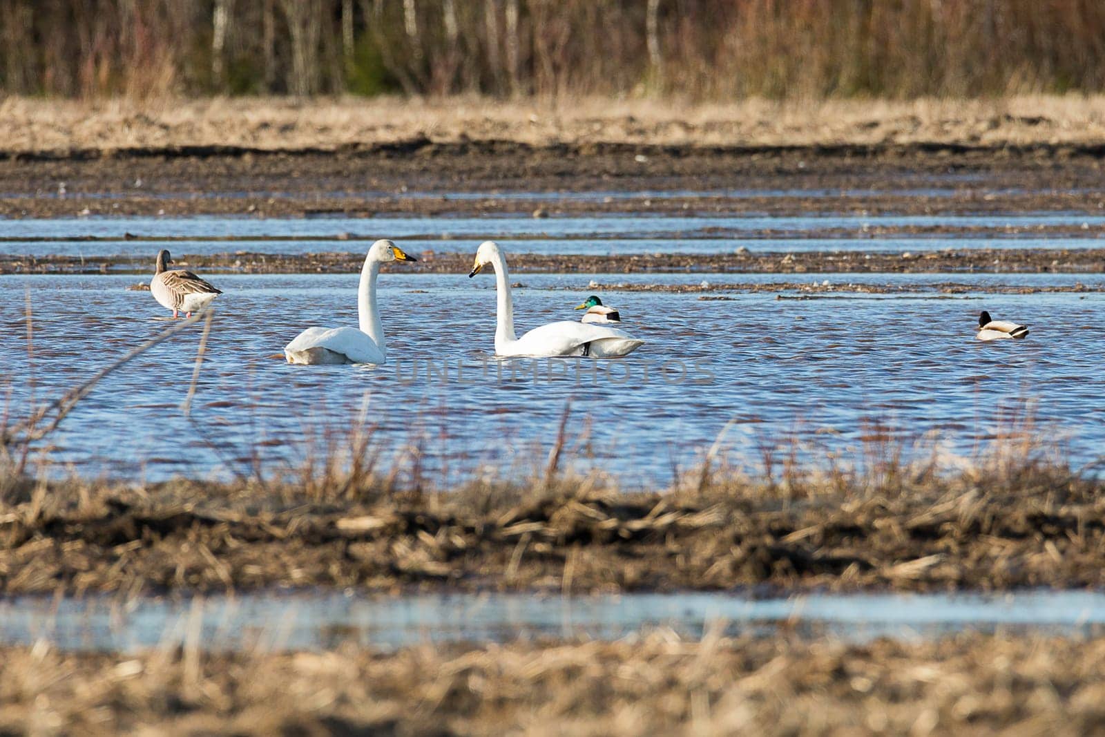 Pair of Whooper Swans in Water.