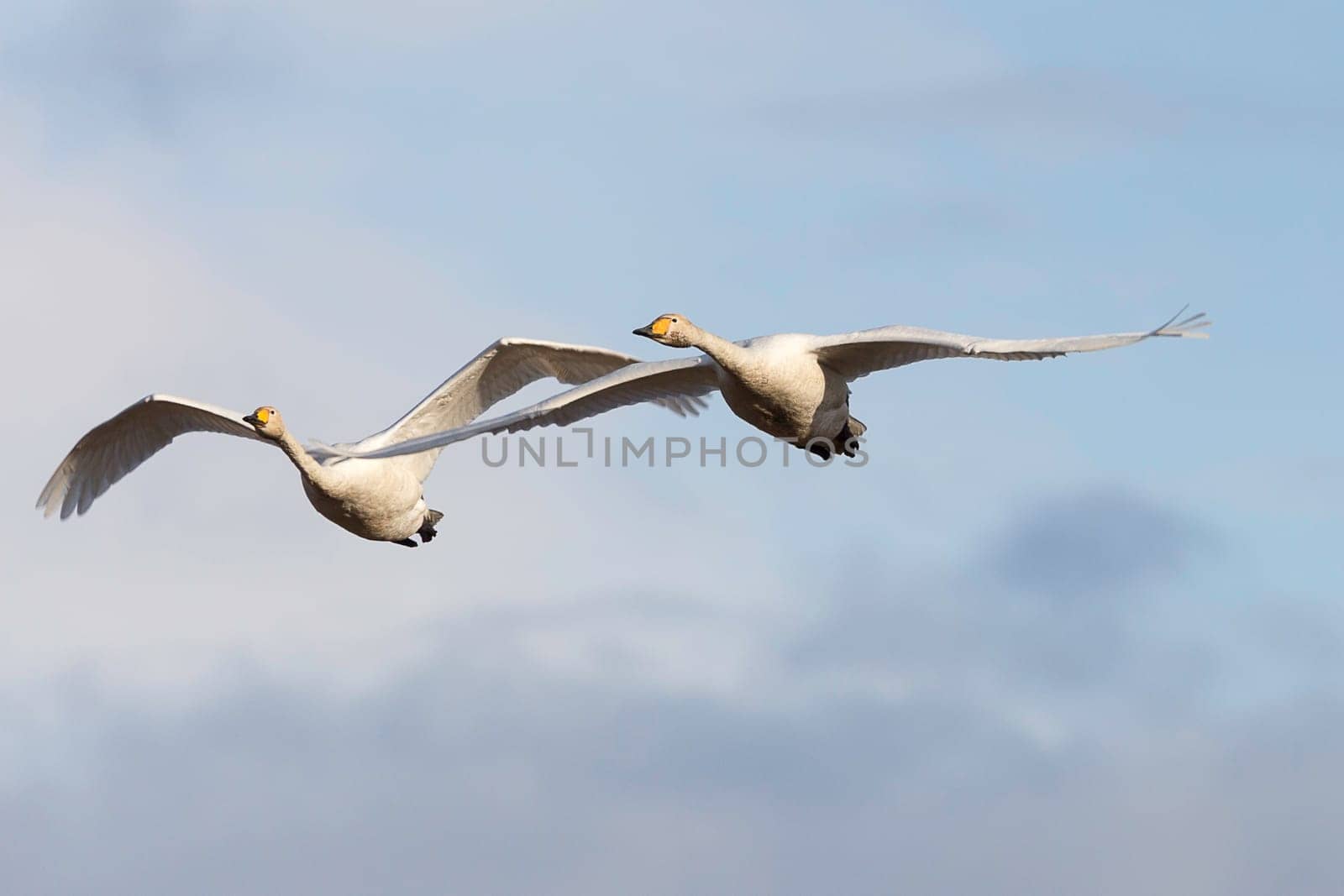Pair of Whooper Swans Flying with a partly cloudy sky.