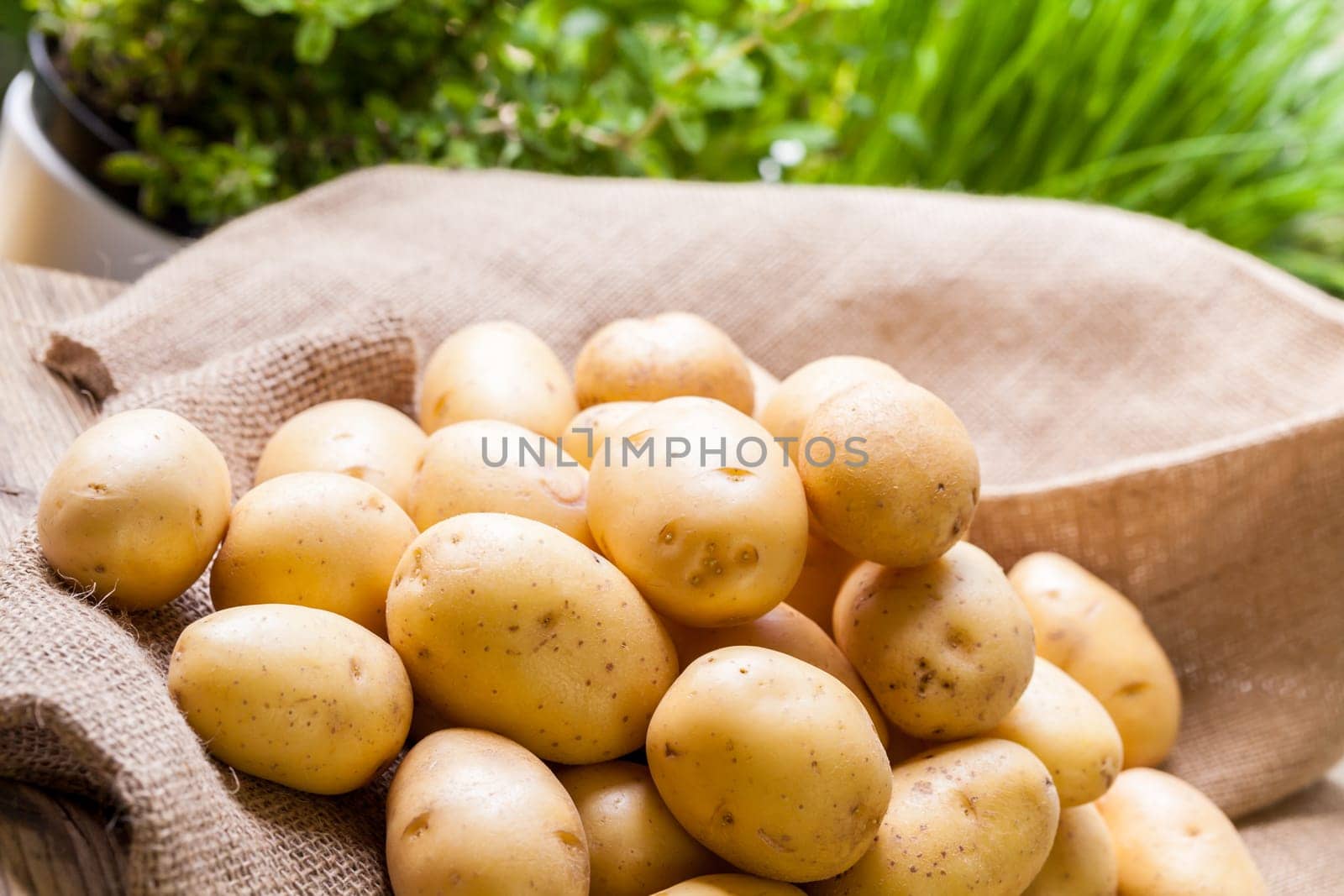 Fresh new potatoes on a jute sack with a green background as a close-up