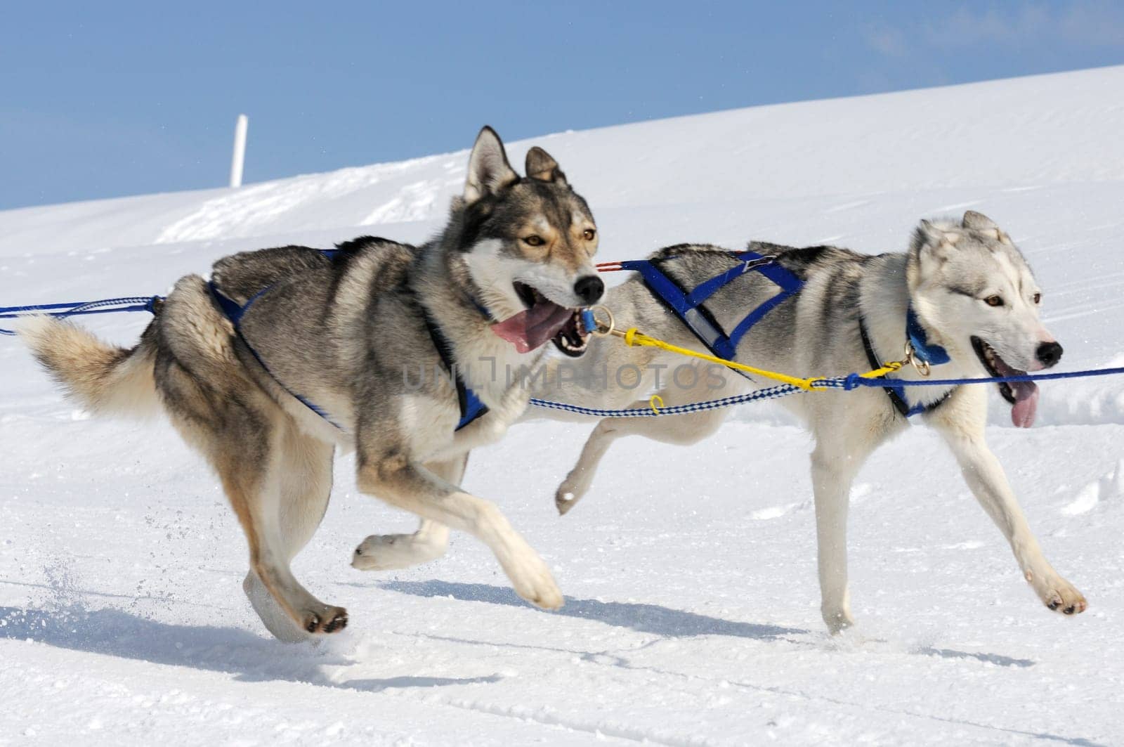 sportive dog team is running in the snow
