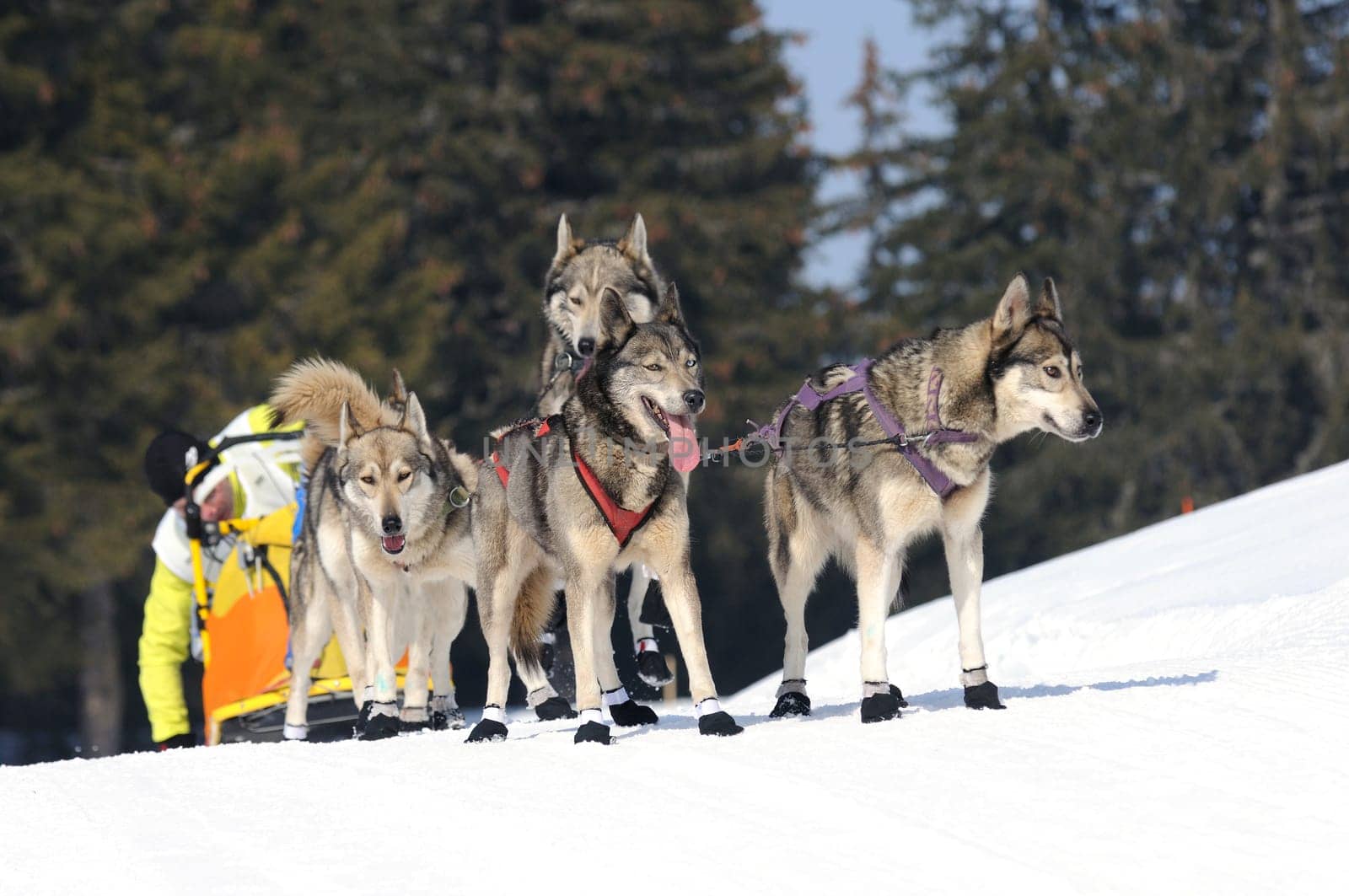 sportive dog team is running in the snow