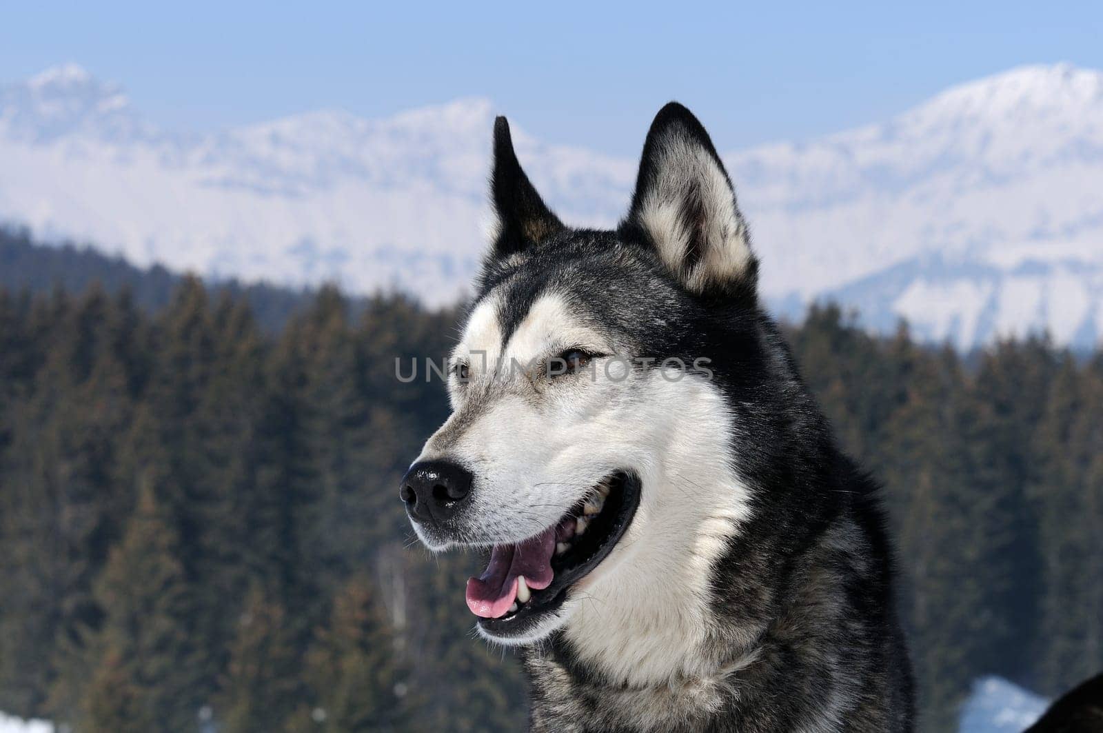 Portrait of Siberian Huskty dog in winter