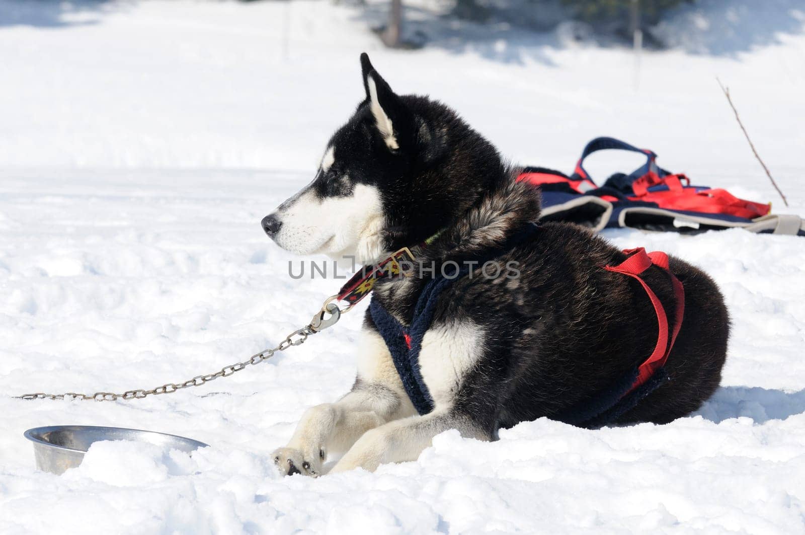 Portrait of Siberian Huskty dog in winter