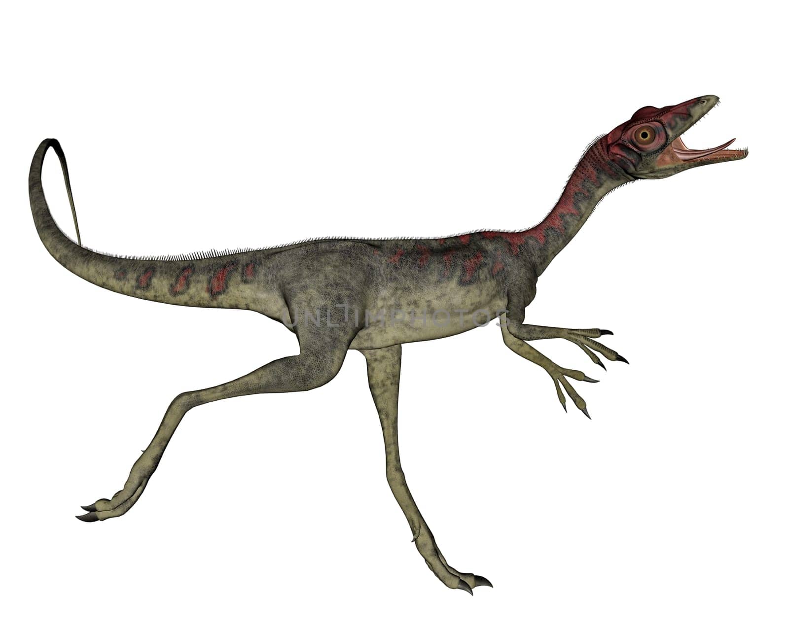 Compsognathus dinosaur running in white background- 3D render