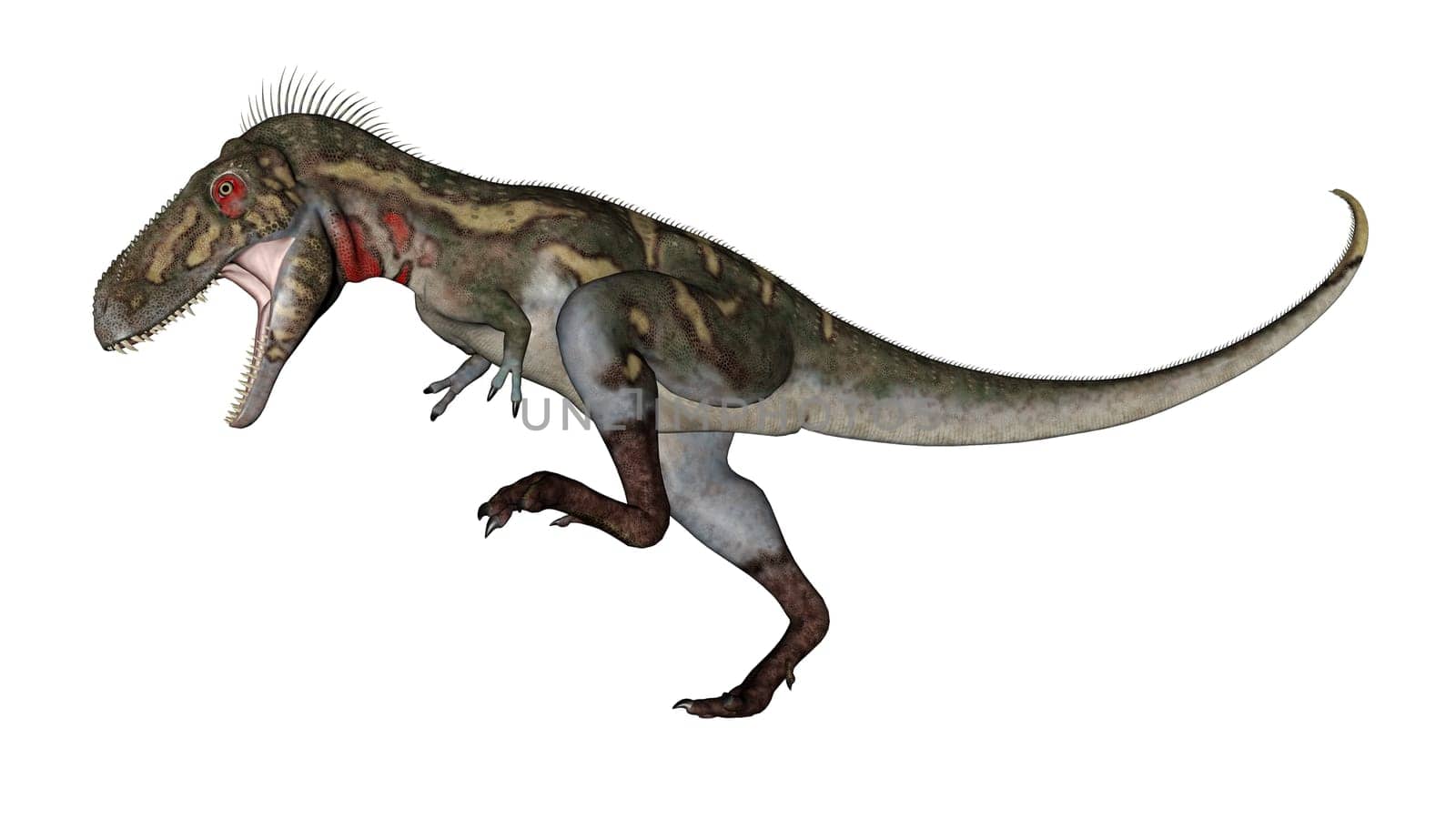 Nanotyrannus dinosaur roaring in white background- 3D render