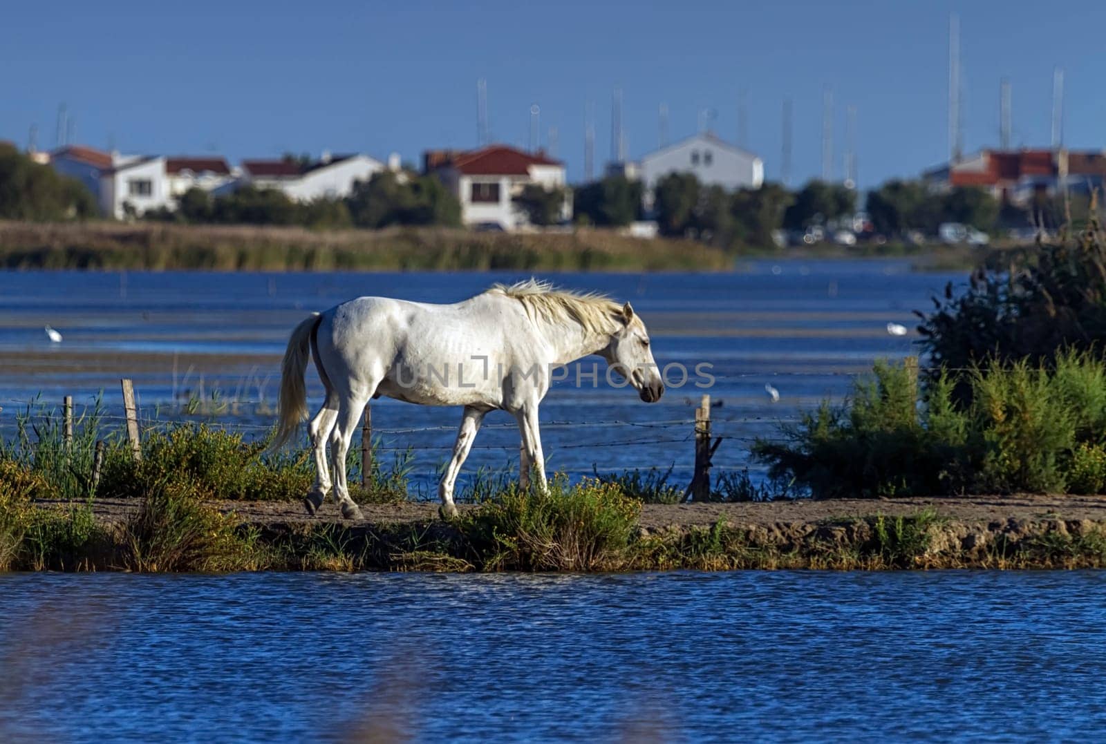 Camargue horse in typical wet meadow, France