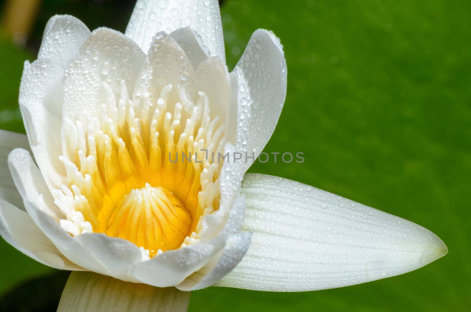 Close up yellow carpel and water drops on white petals of small lotus flower.