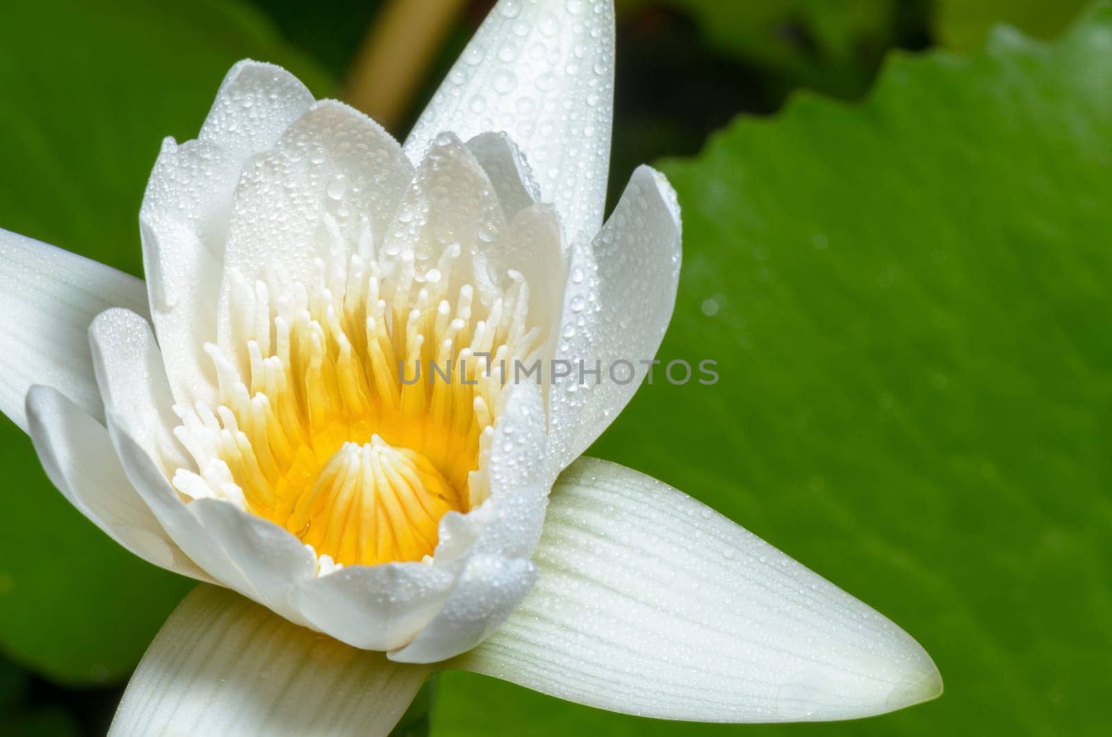 Close up yellow carpel and water drops on white petals of small lotus flower.