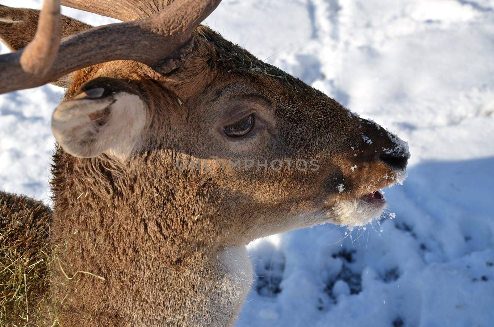 Fallow deer