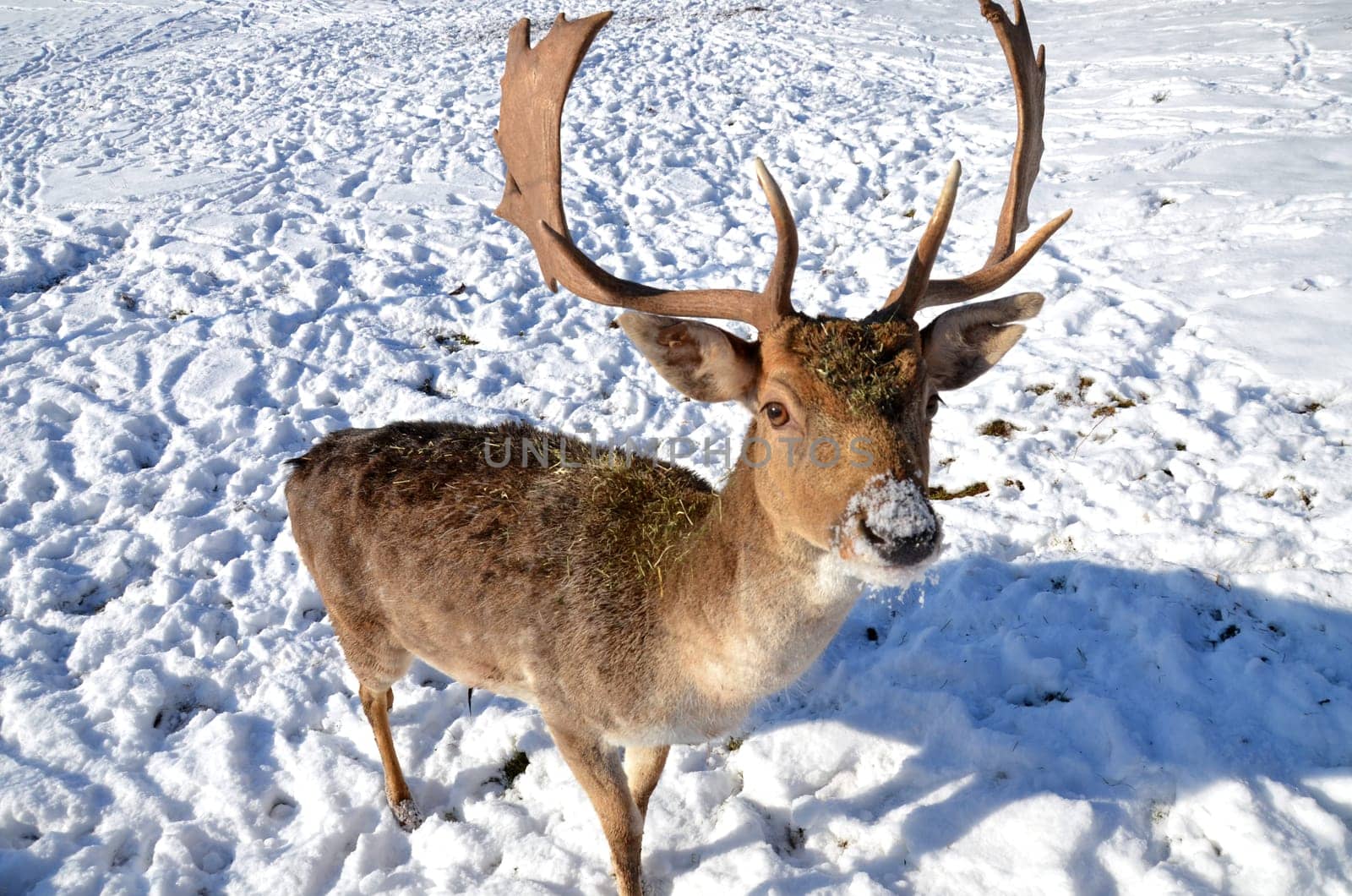 Fallow deer