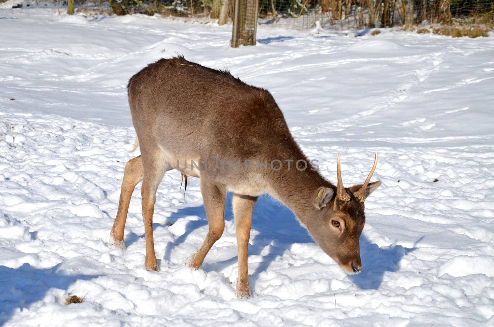 Deer