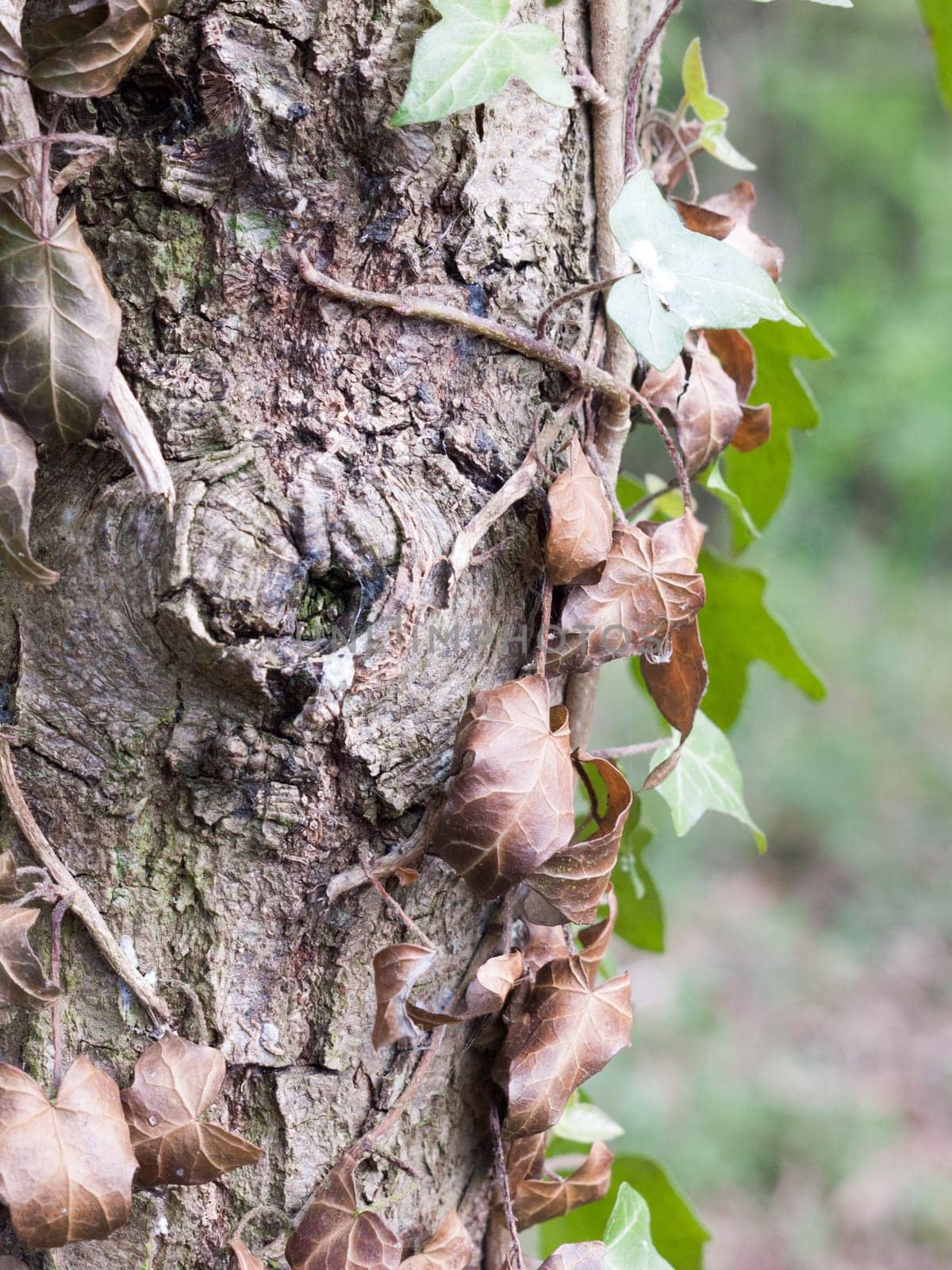 A Bunch of Dead Leaves Seen from the Side on the Bark of A Tree Trunk in the Forest in Spring