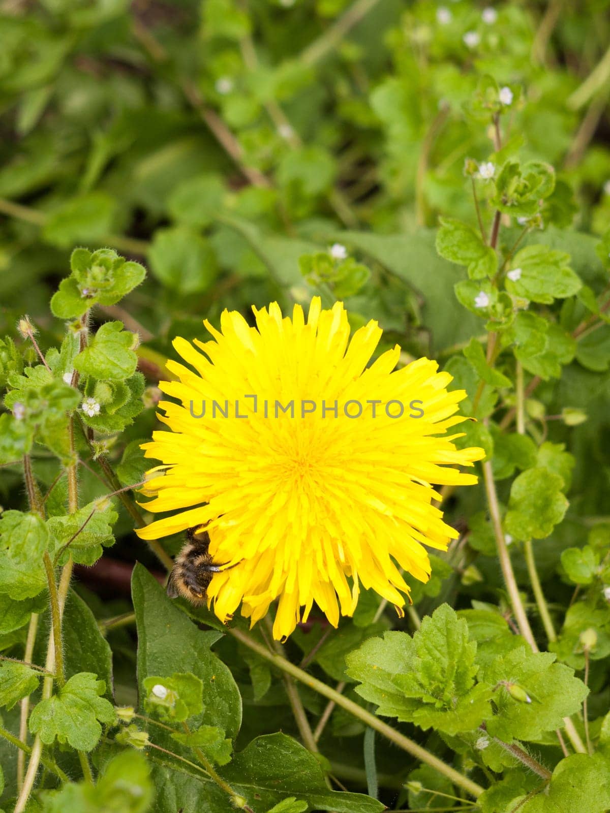 a gorgeous yellow dandelion head flower up close in detail macro with a bee on the side of the flower resting and collecting pollen to make honey, lovely colors yellow and green sharp and clear in spring light