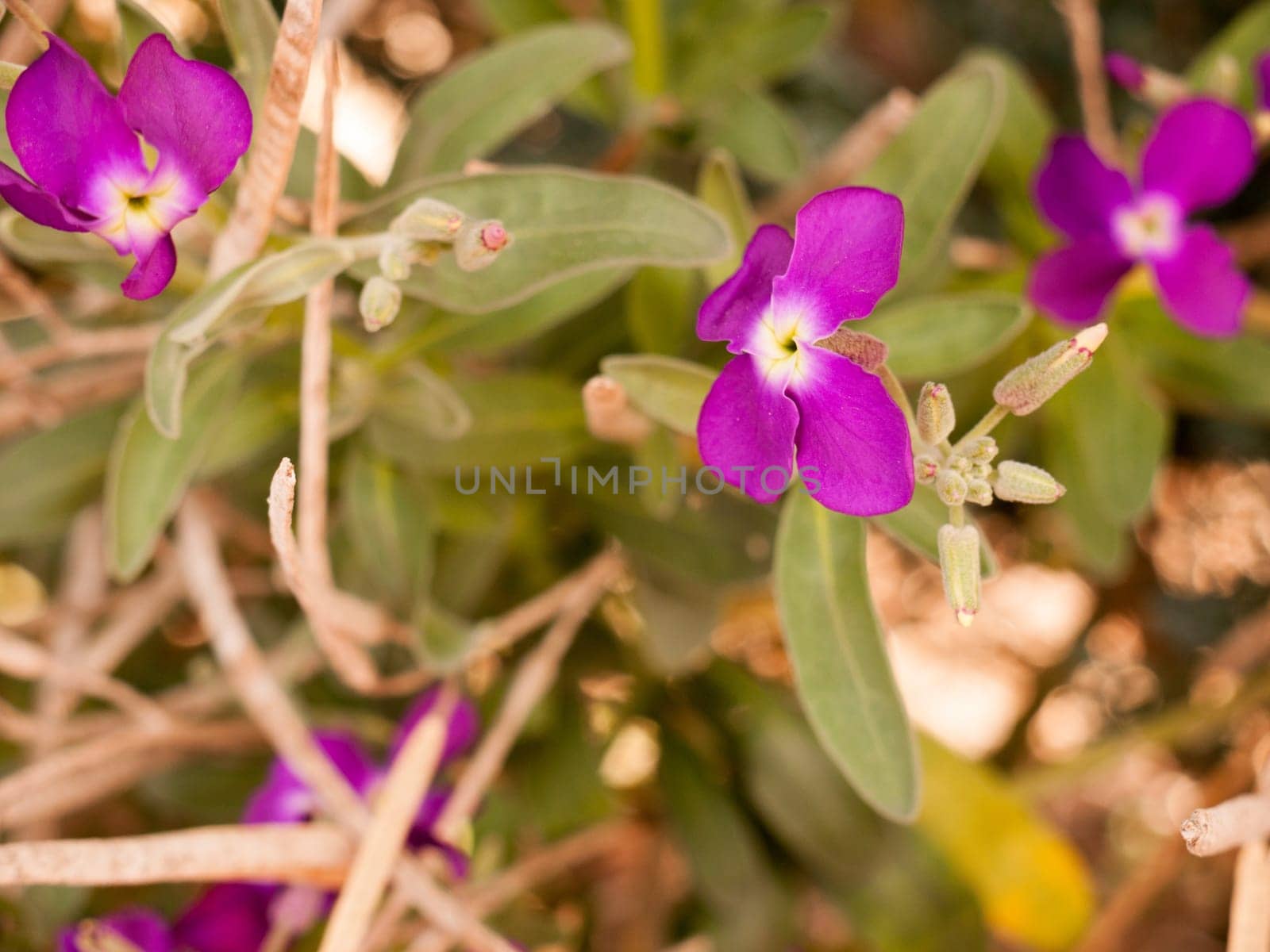 gorgeous and pretty purple flower heads in spring blossoming and ripe reaching out away from stem and in full view and detail crisp and sharp isolated in spring light