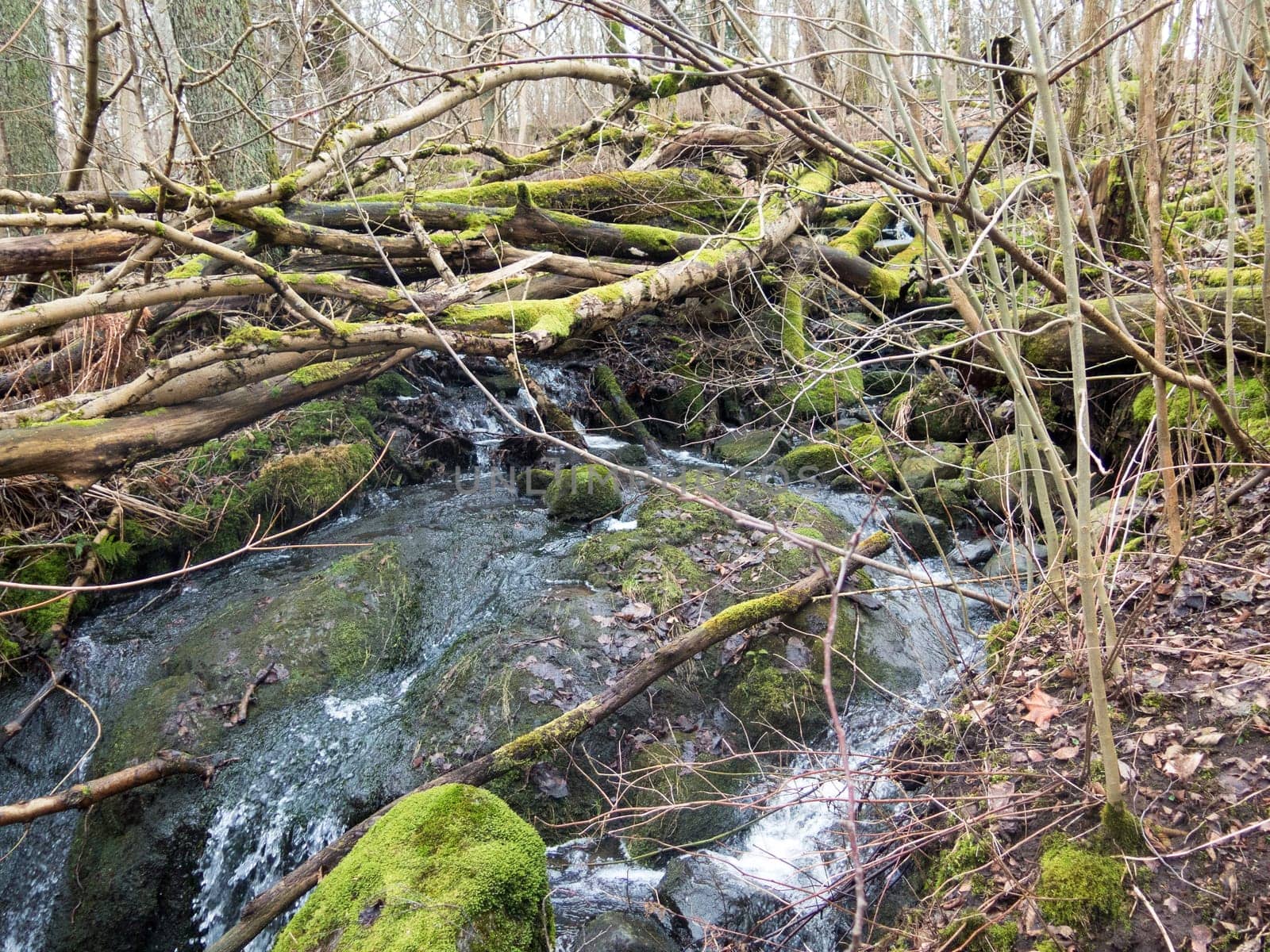 one big stone in the water full of moss and many leaf and tree aroun