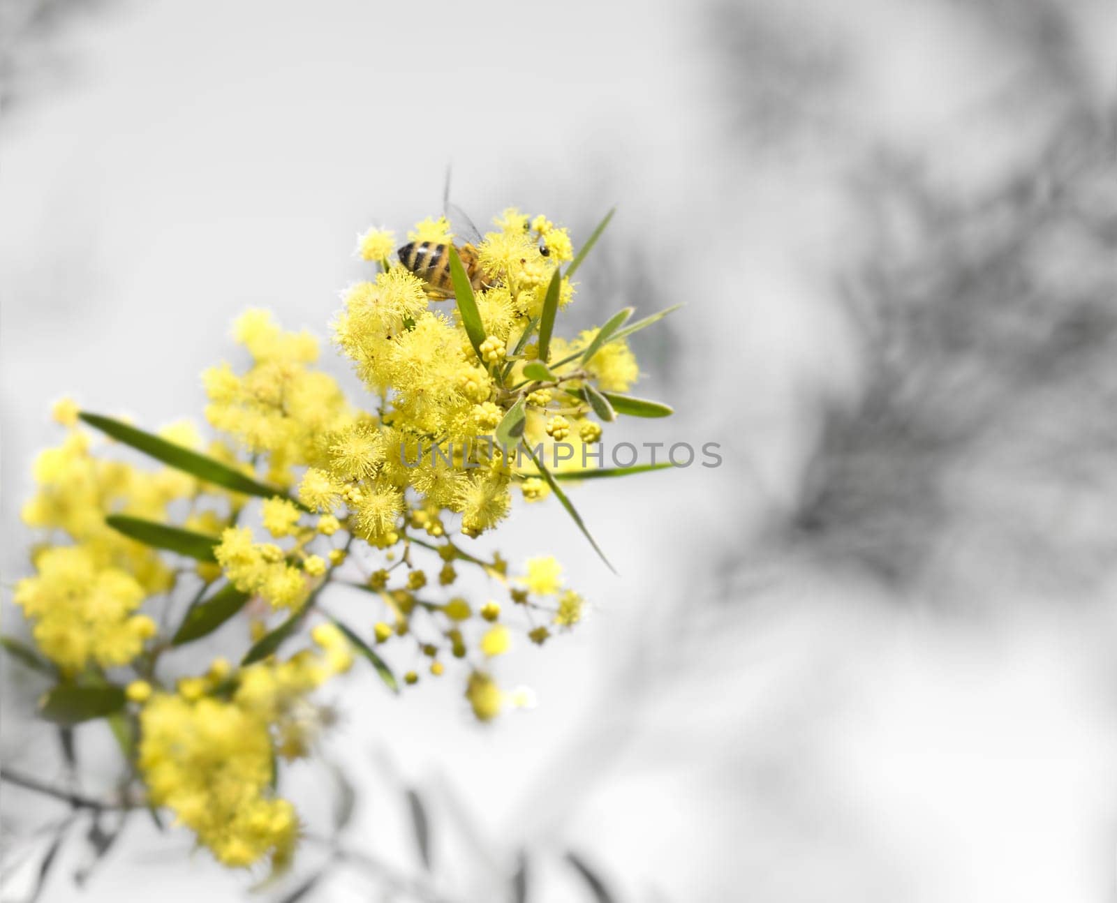 New life in spring, yellow Australian wattle on grey neutral background
