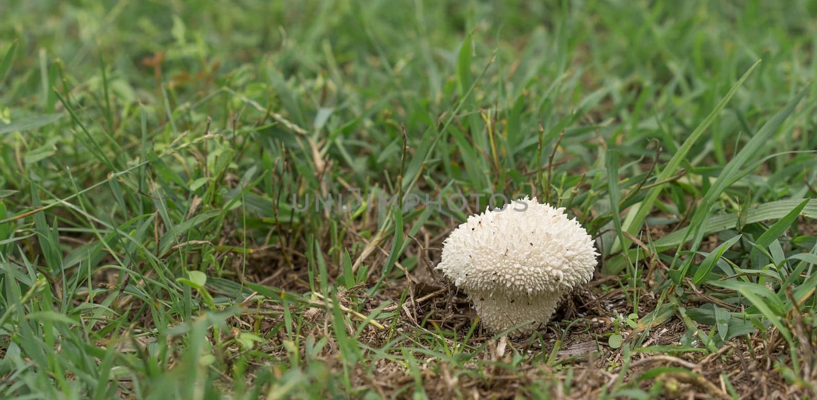 Australian white spiny Puffball Mushroom Fungus Vascellum curtissii emerging after rainy weather