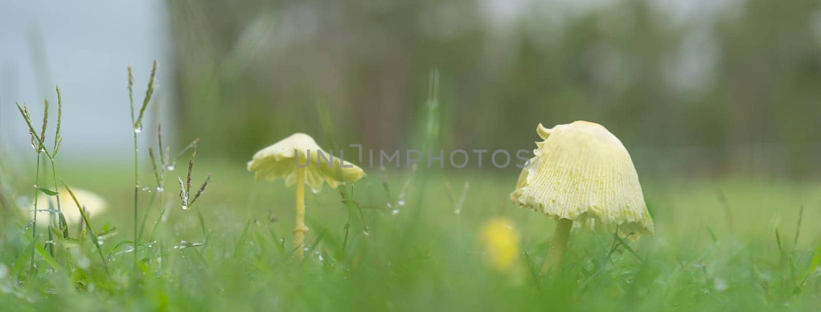 Rainy day with yellow mushrooms growing in green grass during wet weather panorama