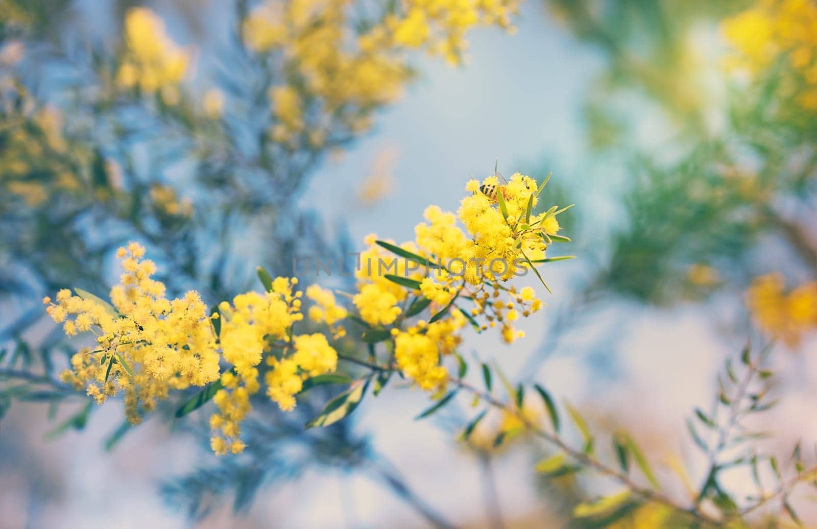 Australia Winter and spring golden yellow wildflowers Acacia