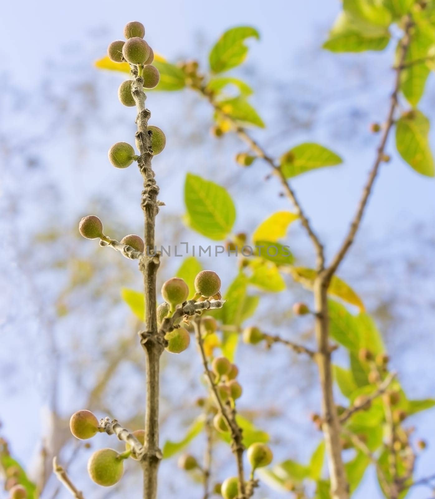 Ficus fruits on Australian native sandpaper fig with foliage and blue sky background