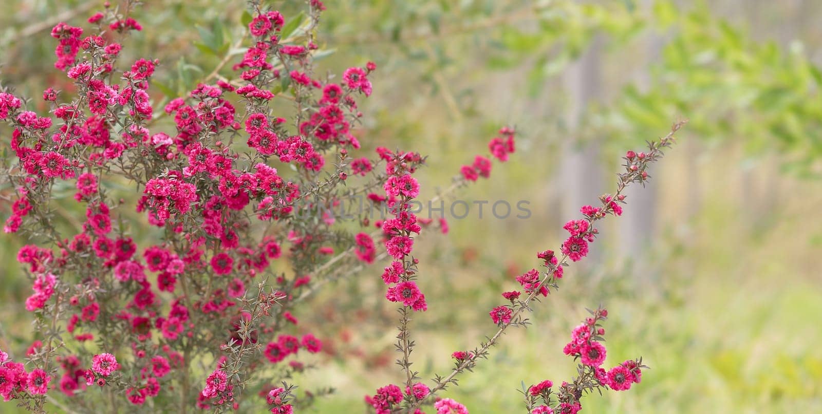 Pink Australian leptospermum flowers in spring suitable for sincere condolences or love greetings card greeting, romance, fun, beautiful, floral, flora, background