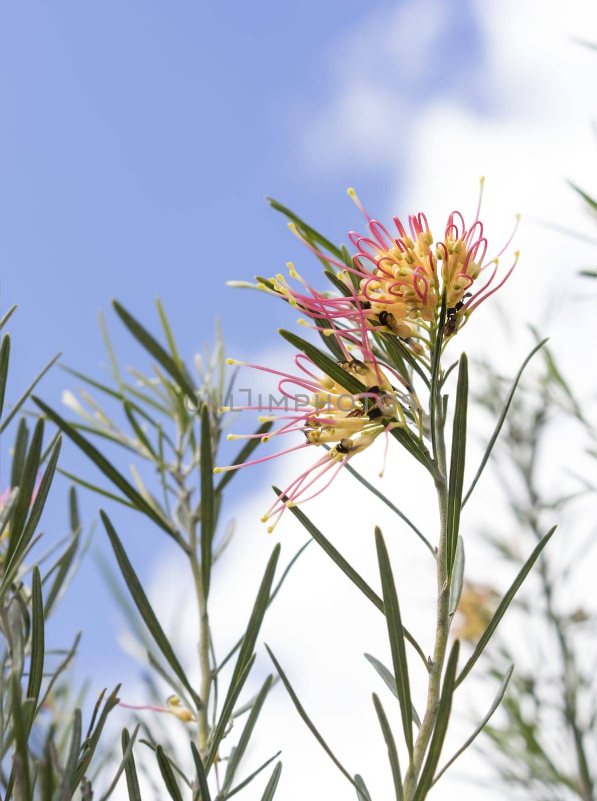 Spring background, Australian grevillea spider flower blooming against blue sky background
