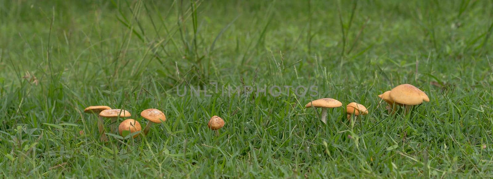 Live mushrooms growing in green grass panorama view